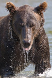 185_Fishing Bear Looking at You