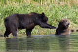 186_Bear Scratch