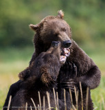 187_Bears Sparring