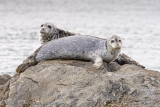 190_Seals on Rock