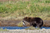 198_Bear with Fish
