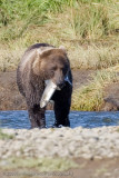 199_Bear with Fish
