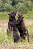 200_Bears Sparring