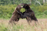 201_Bears Sparring Closeup