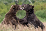 202_Bears Sparring Closeup