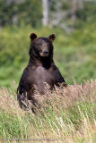205_Bear Looking for...