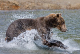 Bear Fishing