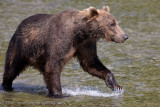 209_Bear Fishing