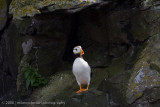 216_Puffin in Shade