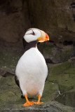 217_Puffin Portrait