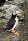 218_Puffin