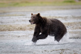 Bear Fishing