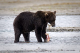 225_Bear Eating