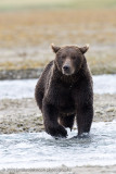 227_Bear Fishing