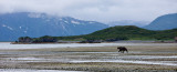Bear Scenic
