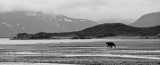 229_Bear Scenic B&W