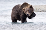 230_Bear Scratch