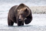 231_Bear Scratch