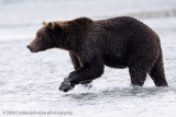 232_Bear Fishing