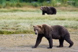 234_Bears