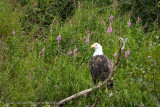 237_Eagel in Field