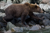 239_Bear on Rocky Coast_20080830_MJ29551MJ.jpg