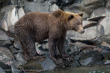 241_Bear on Rocky Coast Looking at Me
