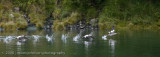 242_Meganser Take off