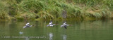 243_Mergansers in Flight