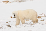 Polar Bear