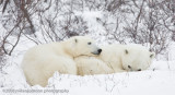 1003Mother and Cub.jpg