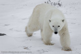 1007Polar Bear.jpg