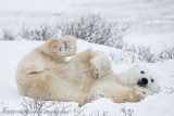 1009Polar Bear Plays with Willow Twigs.jpg
