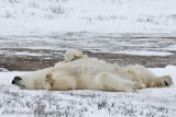 1019Polar Bear Stretch.jpg