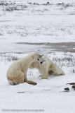 1023Polar Bears Sparring.jpg