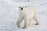 1027Polar Bear Walking This Way.jpg