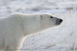 1028Polar Bear Portrait.jpg