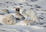 1032Arctic Fox.jpg