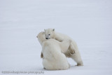 1037Polar Bears Sparring.jpg