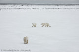 1040Polar Bears Playing.jpg
