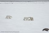 1041Polar Bears Playing.jpg