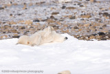 1051Polar Bear Cleaning Up.jpg