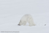 1058Arctic Fox.jpg