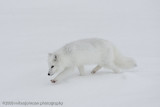 1059Arctic Fox.jpg