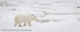 1063Polar Bear On Ice.jpg