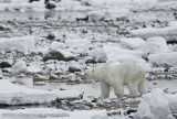 1070Polar Bear Waits for Ice to Freeze.jpg