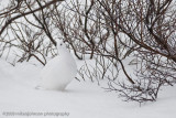 1075Ptarmigan Eating Buds.jpg