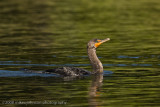 Cormorant