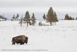 004-Bison in Landscape