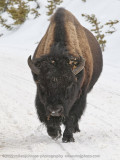 014-Bison Approaches